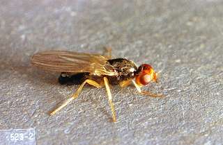 Carrot Rust Fly